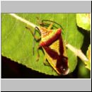 Acanthosoma haemorrhoidale - Wipfelwanze 01a.jpg